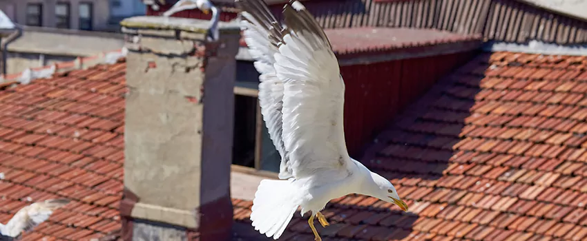Residential Chimney Animal Removal Solution in Mount Vernon, OH